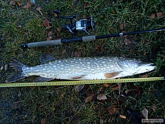 Kliknutím fotografii zvětšíte krasavice 75cm