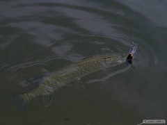 Kliknutím fotografii zvětšíte jedna na rapalu