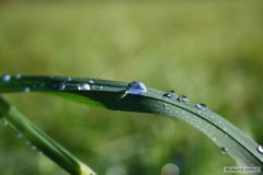 Kliknutím fotografii zvětšíte Lužnice