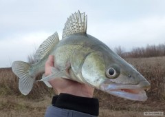 zubi 52cm geca