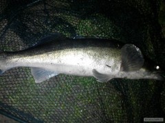 candos 63cm