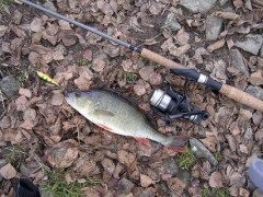 Okoun 33cm