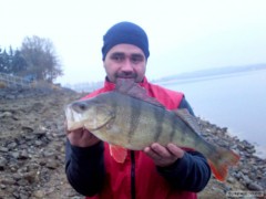 Kliknutím fotografii zvětšíte Okoun 44cm