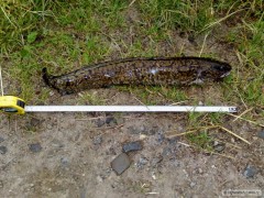 muj prvni mnik 45cm