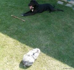 Labrador trouba