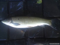 Kliknutím fotografii zvětšíte Amur