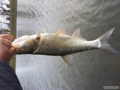 Kliknutím fotografii zvětšíte Bolen Labe
