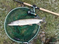 Kliknutím fotografii zvětšíte Štička na feeder