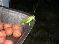 Kobylka
