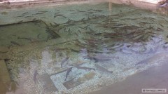 Pstruhy pred v�terom