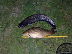 nocni feederovacka s rousnicama,sumec70cm a kapr 50cm