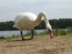 Kliknutím fotografii zvětšíte