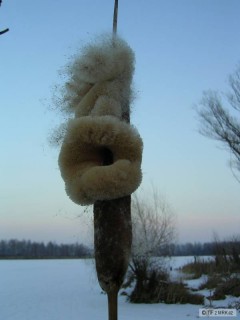 chomoutov