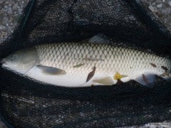 Amur na 0,16 feeder