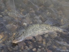 esox03