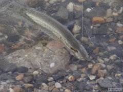 esox04