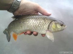 Kliknutím fotografii zvětšíte Jelec tloušť