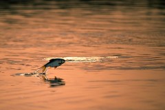 Kliknutím fotografii zvětšíte Rybka