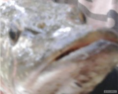 Kliknutím fotografii zvětšíte