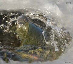 Kliknutím fotografii zvětšíte Úprk