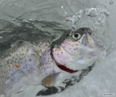 Kliknutím fotografii zvětšíte Naštvaný duhák