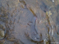 lipan
