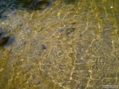 lipan