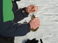 Kliknutím fotografii zvětšíte Pstruh 30cm
