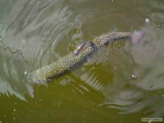 Kamufl�
