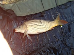 Kliknutím fotografii zvětšíte kapr 55cm 2,5kg 29.2.12.