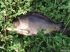 Kliknutím fotografii zvětšíte Srpen 2011