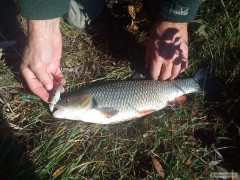 Jalec 41cm