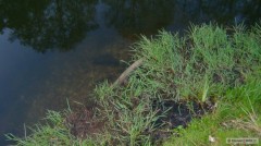 Kliknutím fotografii zvětšíte hned po vypuštěni v loni v létě