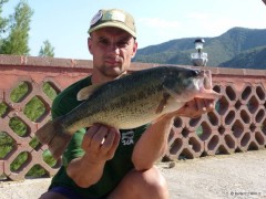 Kliknutím fotografii zvětšíte black bass
