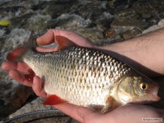 Kolegy p�kn� perl�n...