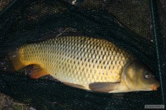Prvn ryba roku 2012