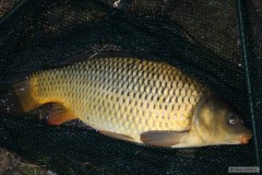 Kliknutím fotografii zvětšíte První ryba roku 2012