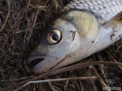 Kuk na tlou�t�ka
