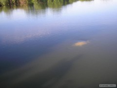 Kliknutím fotografii zvětšíte Kapr-zdolávačka