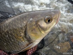 Tlou�t�k na feeder...