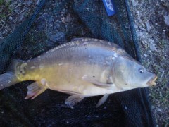 Kliknutím fotografii zvětšíte Kapřík 48cm