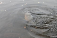 Kliknutím fotografii zvětšíte Labicko