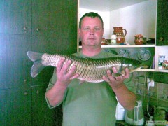 Amur bily