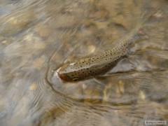 Kliknutím fotografii zvětšíte Na Veličce