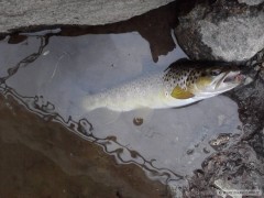 Poto��k Svitava 1