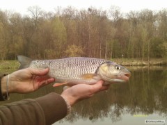 Jelec tlou�t 46 cm Labe