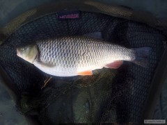 Kliknutím fotografii zvětšíte Odra 2 Tlouštík 50 cm