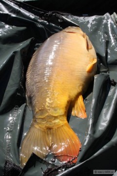 Kliknutím fotografii zvětšíte Strejdův kapr 70 cm a 7,50 kg