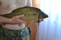 Kliknutím fotografii zvětšíte Kapr