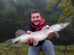 Stika 60cm